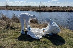 Епідеміологи Волині дослідили понад 1200 кліщів: у кожному десятому – збудники хвороб