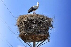 Саме на Волині встановили перші в Україні «безпечні оселі» для лелек