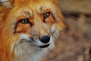 У селищі на Рівненщині скажена лисиця покусала кота – запровадили карантин