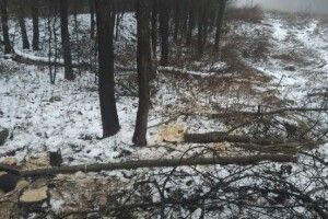 Нарубали на 43 тисячі: у Локачинському лісництві затримали трьох лісокрадів 