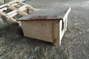 Лучани побудували апартаменти для знедолених псів (фото)