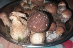 Перший грибний урожай цього року вже є