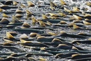 Браконьєри – стережіться!