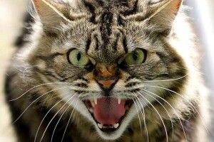 У селі на Волині ввели карантин через сказ у кота