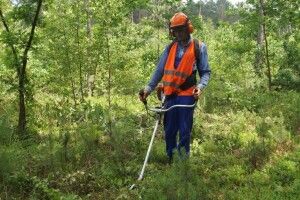 На Волині траву підстригають і в лісі 