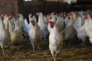 У селі на Волині місцеві мешканці не дозволили будувати птахокомплекс