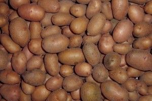 На Рівненщині 14-річна дівчина під час збору врожаю потрапила у відсік картоплекопача