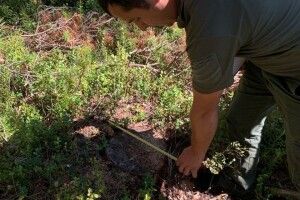 На Рівненщині невідомі зрубали 59 сосен