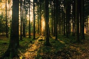 На Волині лісові землі вартістю понад 9 мільйонів гривень повернули у власність держави