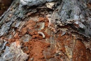 900 гектарів рівненського лісу уражено короїдами