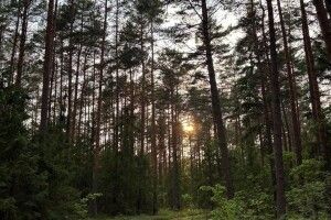 Таємниці острівних ялинників: чому заказник «Ялинник» на Волині унікальний?