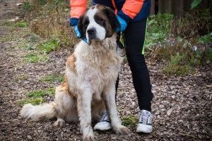 У Луцьку шукають охочого забрати собі півцентнера щастя (фото)