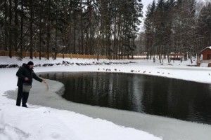 Воротневські качки вдень займаються фігурним катанням, а вночі – плаванням