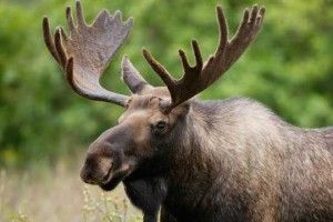 У скільки оцінили життя червонокнижного красеня