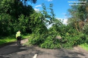 На Волині через буревій впало дерево й перекрило дві смуги руху (Фото)