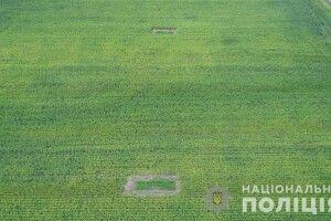 На Буковині серед кукурудзи знайшли дев’ять тисяч кущів конопель
