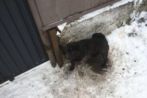 На Волині рятувальники визволили з пастки песика (Фото)