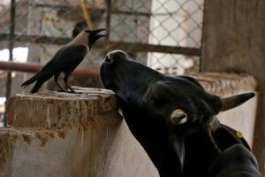 В Україні запускають загальнонаціональну програму контролю якості молока