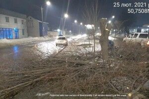 У Луцьку чоловік незаконно зрізав липу