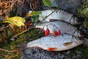 Півкіло плотви обійшлися волинському браконьєру в 600 гривень