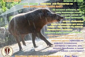 Цієї неділі Рівне готується грандіозно відзначити День народження тапірки Майї