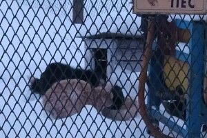 На Волині господарі вибрались з хати і залишили… кота з собакою на прив’язі