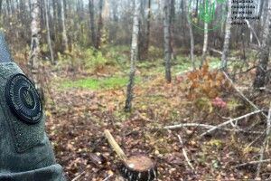 На Волині в заказнику хтось незаконно вирубав 22 дерева