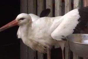 На Волині небайдужі люди врятували двох лелек