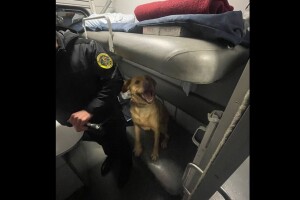 На Волині чотирилапий «митник» знайшов приховані цигарки