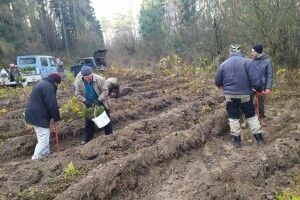 У Журавичах Ківерцівського району посіяли 300 кілограмів жолудів