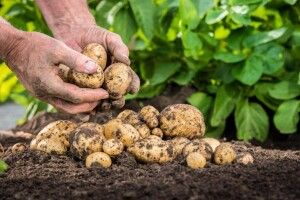 У волинян масово крадуть картоплю