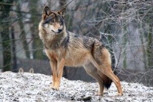 У лісах Волині зростає кількість хижаків