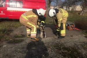 Рівненські рятувальники витягли з бетонної пастки козеня (Фото) 