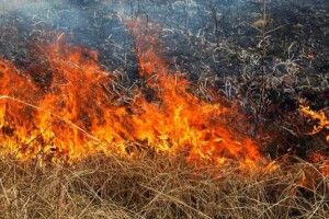 На Волині невідомі підпалили суху траву
