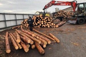 На Волині з пилорам вилучили незаконну деревину (Фото)