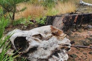 У лісі під Києвом знайшли череп невідомої істоти (Фото)