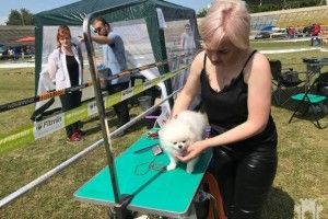 У Рівному відбулася Національна виставка собак