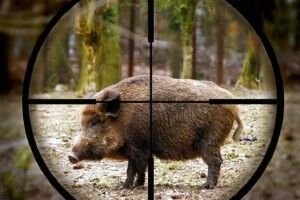 На Волині браконьєри, даючи драпака від лісової охорони, згубили рушницю (Фото)