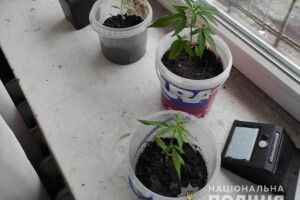 32-річна волинянка вирощувала вдома в горщиках марихуану (Фото)