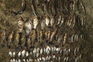 Рибні браконьєри завдали збитків на понад 30 тисяч гривень (Фото)
