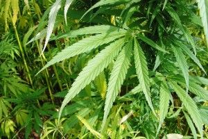 На Рівненщині рясно вродили мак та коноплі: виявлено майже 13 тисяч рослин