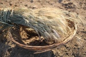 Чому сьогодні заборонено виходити в поле?