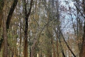Лучанка, залюблена в Луцьк, похвалилася ранковим багатоголоссям нашого парку (Відео)