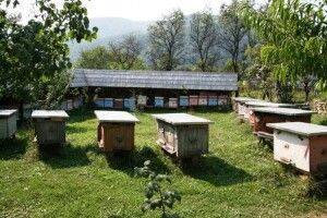 Бджолярі нарікають, що таких кепських справ на пасіках не було впродовж 40 років 