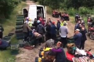 Як на Рівненщині збирають чорниці (Відео) 