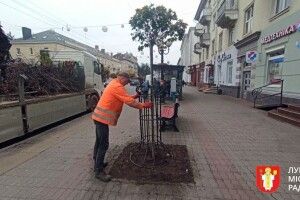 У Луцьку висадили 11 нових дерев замість всохлих (Фото)