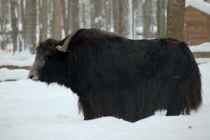 Самиці до Свята весни презентували самця