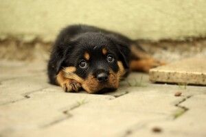 У селі на Рівненщині відловлюють бродячих псів