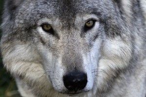 Агресивна вовчиця покусала декількох селян