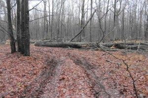 На браконьєрів вивели сліди автомобіля